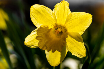 Narzisse Bl&uuml;te im Gegenlicht