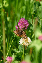 Braune Tageule (Euclidia glyphica)