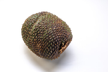 Close-up of a pine cone on a white background. The pine cone is the true fruit of Araucaria and its seeds are pine nuts. Brazilian food.