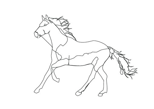 Pferd Illustration