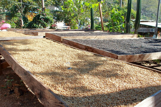 Bench, Granos De Cafe, Coffe