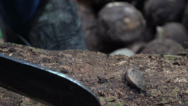 Close up of indigenous native man hand cutting Brazil nut with a machete in the amazon rainforest. Concept of environment, ecology, sustainable, conservation, biodiversity, healthy food. 4K 