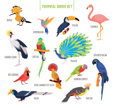 Vector set of cartoon tropical birds isolated on white background. Birds stickers. Flat illustration.