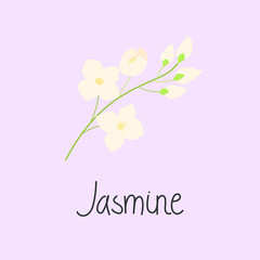 Illustration of a jasmine branch with flowers. And the inscription Jasmine. Flat vector illustration. Isolated on white.