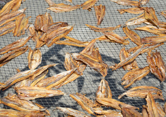 Dried fish expose to sun for a long time, Food are ready to eat.
