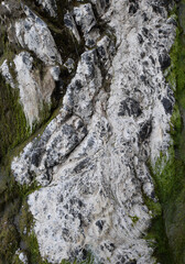 Dried seaweed on a rock