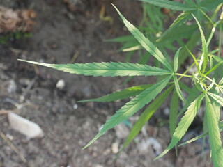 marijuana tree and leafe plant for medicine 
