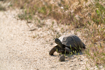 Land steppe turtle