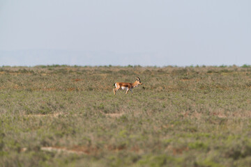 Goitered gazelle Jeyran in field. Wildlife nature reserve