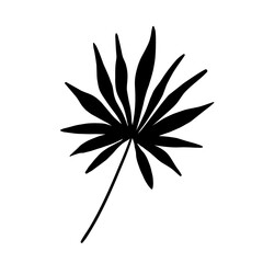 Silhouette of palms leaf on a white background. Trendy design element