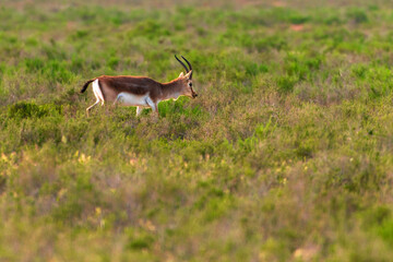 Goitered gazelle Jeyran in field. Wildlife nature reserve