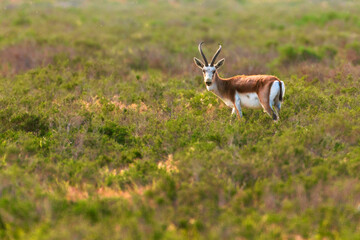 Goitered gazelle Jeyran in field. Wildlife nature reserve