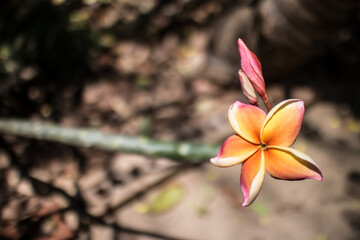 Plumeria flower or Lilawadee Flower