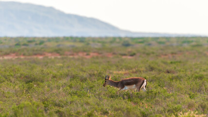 Goitered gazelle Jeyran in field. Wildlife nature reserve