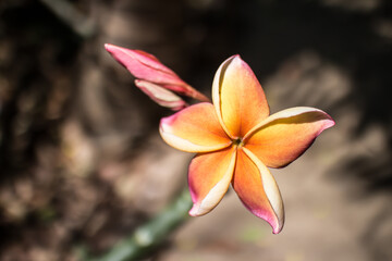 Plumeria flower or Lilawadee Flower