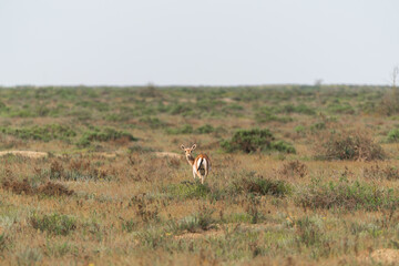 Fototapeta premium Goitered gazelle Jeyran in field. Wildlife nature reserve