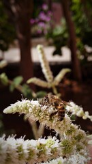 A bee sucks the nectar of a plant