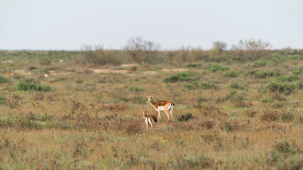 Naklejka na ściany i meble Goitered gazelle Jeyran in field. Wildlife nature reserve