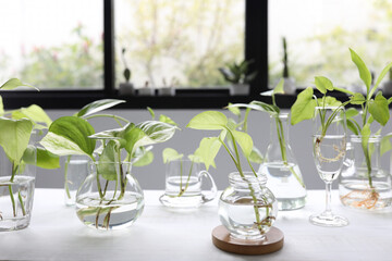 Green plants plants in glass vase and pot and cup on brown wooden table