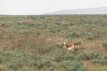 Goitered gazelle Jeyran in field. Wildlife nature reserve