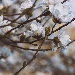 blooming tree
