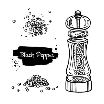 Black pepper transparent mill. Peppercorn heap, grounded powder, dryed seed, plant. Vintage hand drawn vector sketch illustration.