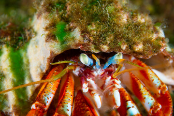 Close up of a Hermit crab underwater in the St-Lawrence River
