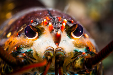 American lobster underwater foraging for food on rocky bottom.