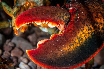 Close up of an American lobster’s claw underwater foraging for food on rocky bottom.