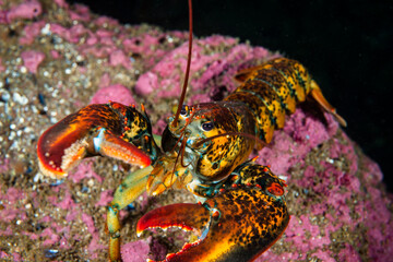 American lobster underwater foraging for food on rocky bottom.