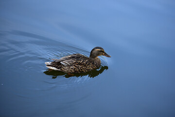 Duck swim in the crystal clear water