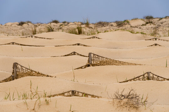 Filets et piquets pour stabiliser le cordon dunaire sur la côte atlantique