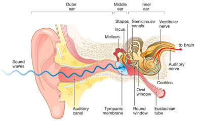 Ear anatomy. Illustration showing the way of a sound wave to the brain © Axel Kock