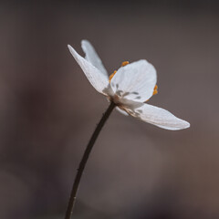 close up of a white flower