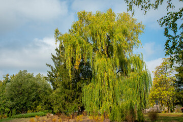 The foliage of the trees against the blue sky. crown of a young, green maple tree, against the blue...