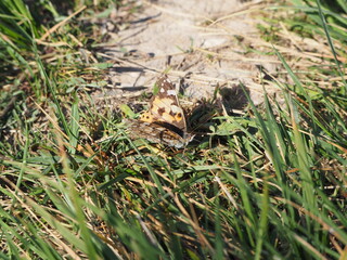 mariposa calentando sus alas al sol sobre un sendero, de color blanco, marrón y amarillo, cuerpo negro y dos antenas 
