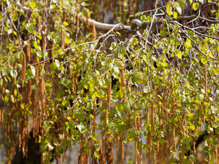 (Betula pendula verrucosa) Bouleau blanc ou bouleau verruqueux. Bel arbre d'ornement aux rameaux...