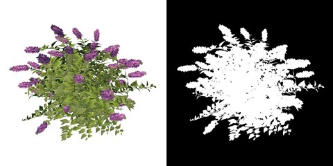 Front view of Plant Flower (Blue Chip Butterfly Bush Buddleia) Tree png with alpha channel to cutout made with 3D render 
