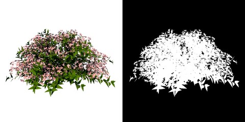 Front view of Plant Flower (Deutzia Yuki Cherry Blossom Deutzia 1) Tree png with alpha channel to cutout made with 3D render 
