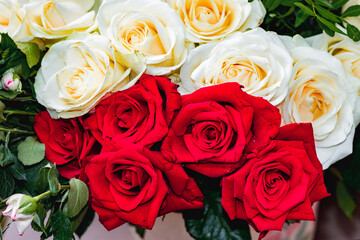 A bouquet of white and red fresh roses. Gorgeous close-up roses. Floral red and white background of beautiful roses.