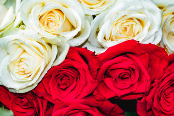 Gorgeous close-up roses. A bouquet of white and red fresh roses. Floral red and white background of beautiful roses.