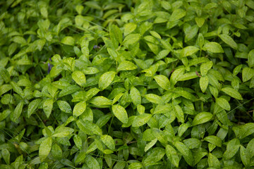 Fresh green leaves natural background close up