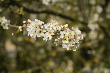 Zweig einer blühende Hecke im Frühling