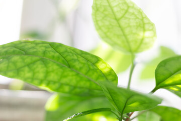 green leaf with drops of sun light close up