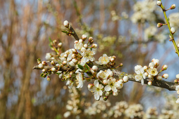 Blühende Hecke im Frühling