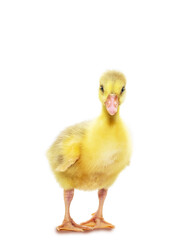 Cute little duckling, chick, chicken chick with yellow feathers isolated on white background.