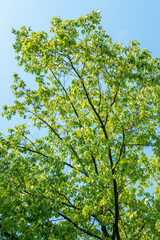 The foliage of the trees against the blue sky. crown of a young, green maple tree, against the blue sky