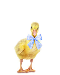 Baby duckling, with blue-white bow around neck, chick, chicken chick with yellow feathers isolated on white background.