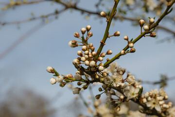 Frische Knospen an einer blühenden Hecke im Frühling
