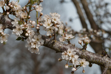 Schöne Blütenblätter an Blühender Hecke im Frühling